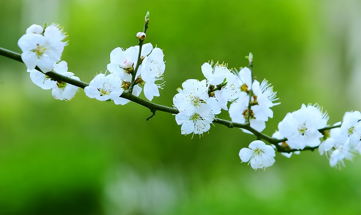 初春的诗词精选,描写初春的诗词佳句