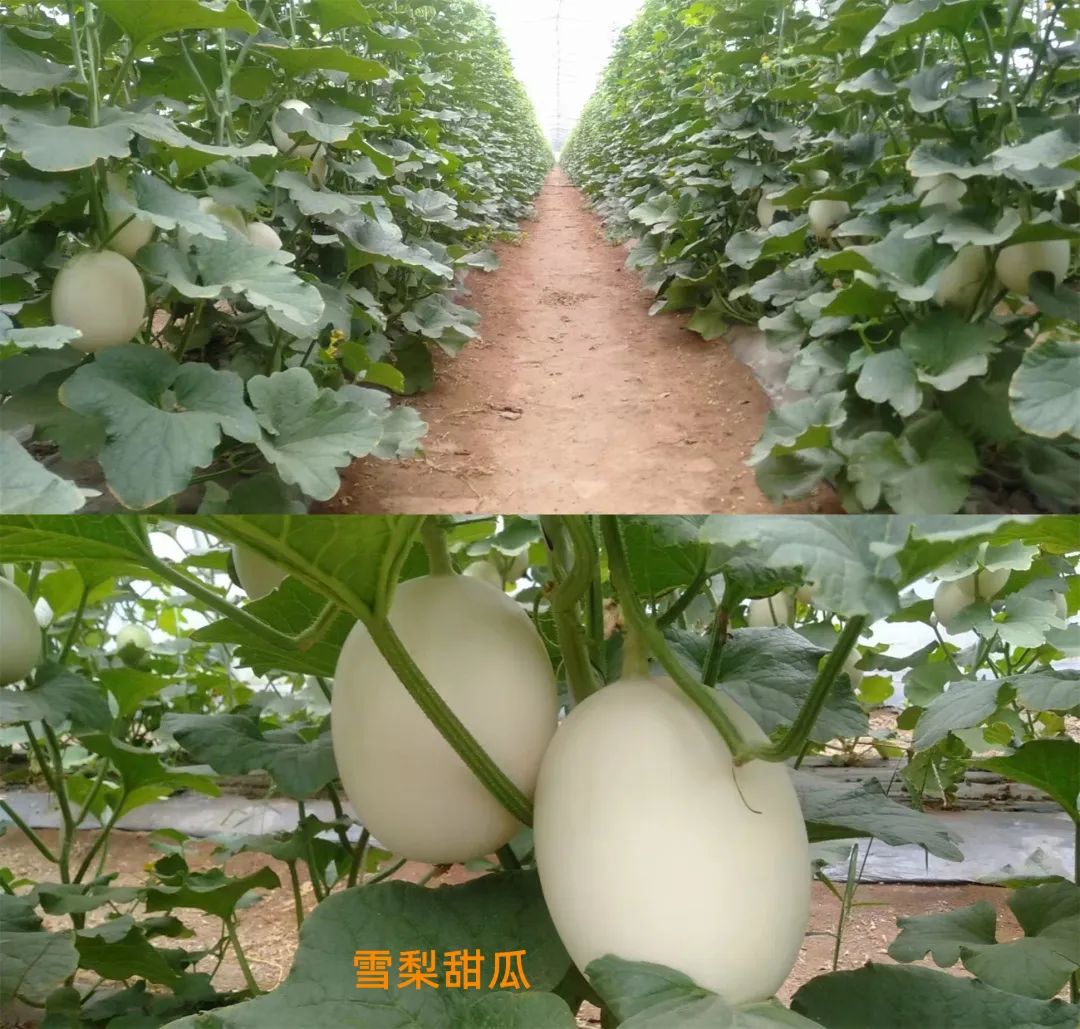 甜瓜哪个品种比较好卖,最新甜瓜产地价格