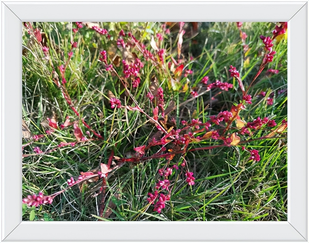 中国千年银杏谷住宿,中国千年银杏谷
