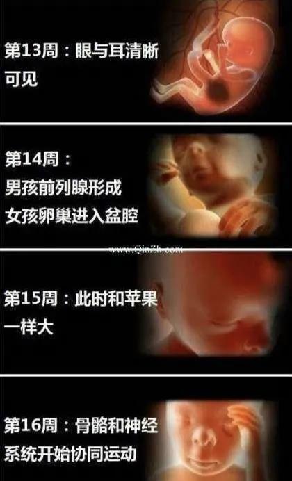 胎宝宝每个月发育全过程图,胎宝宝1到10个月变化过程