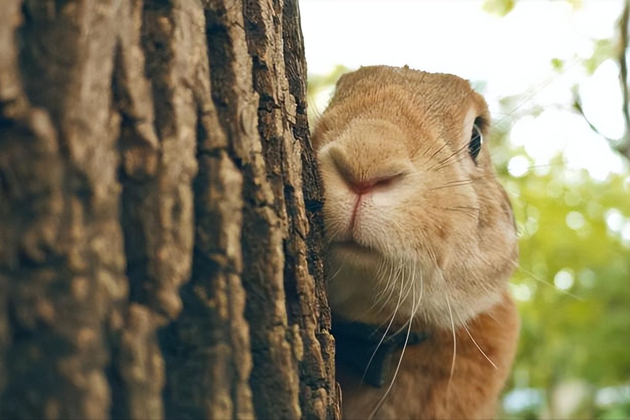 兔子一直流鼻涕怎么办,兔子流鼻涕打喷嚏怎么治疗