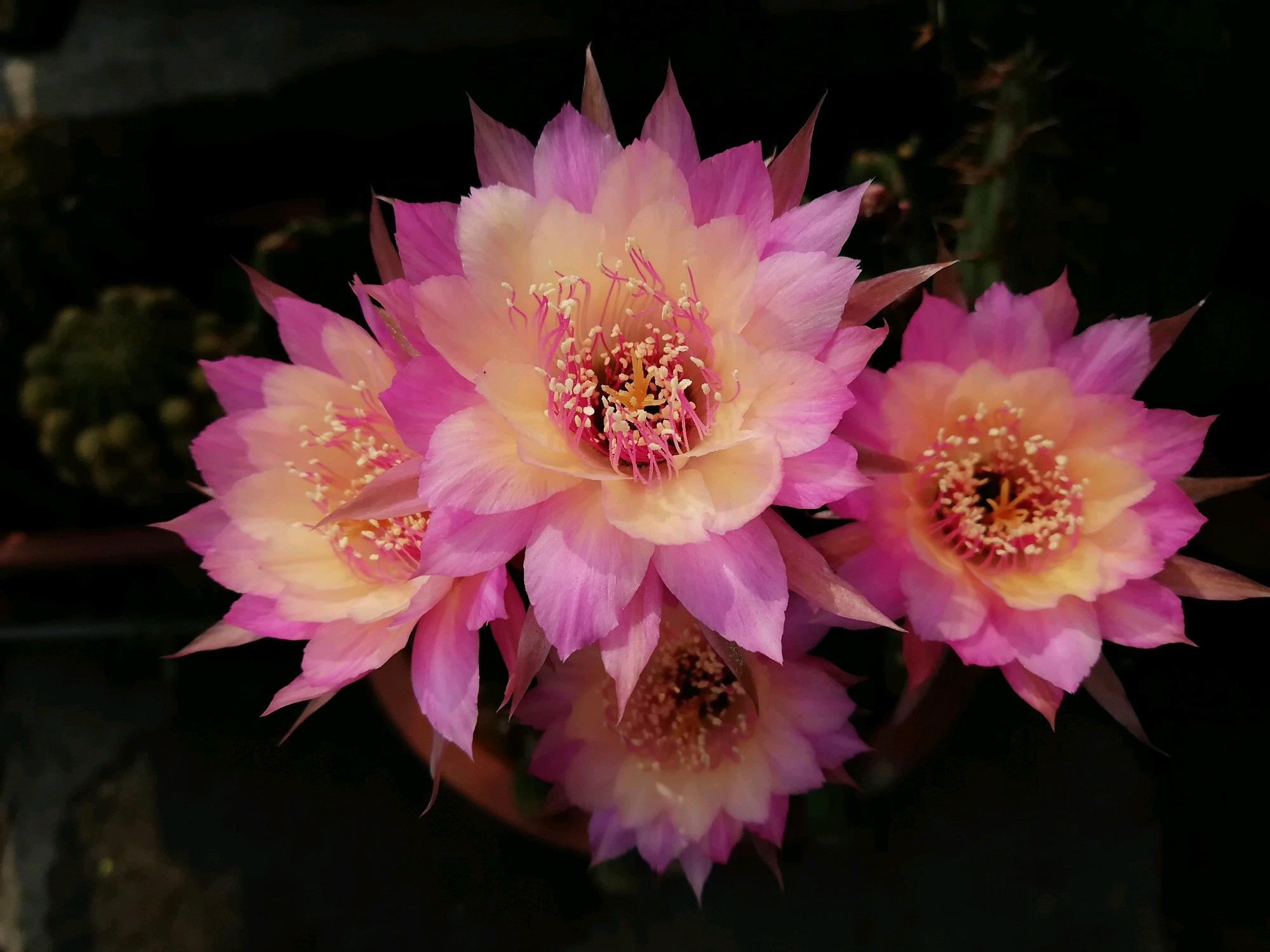 仙人球极光花,仙人球名中的极品