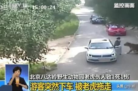 老虎在哪个地方比较有利自己,老虎的软肋是什么