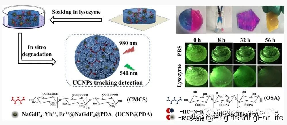 转换思维在生活中的运用,水凝胶纳米粒子