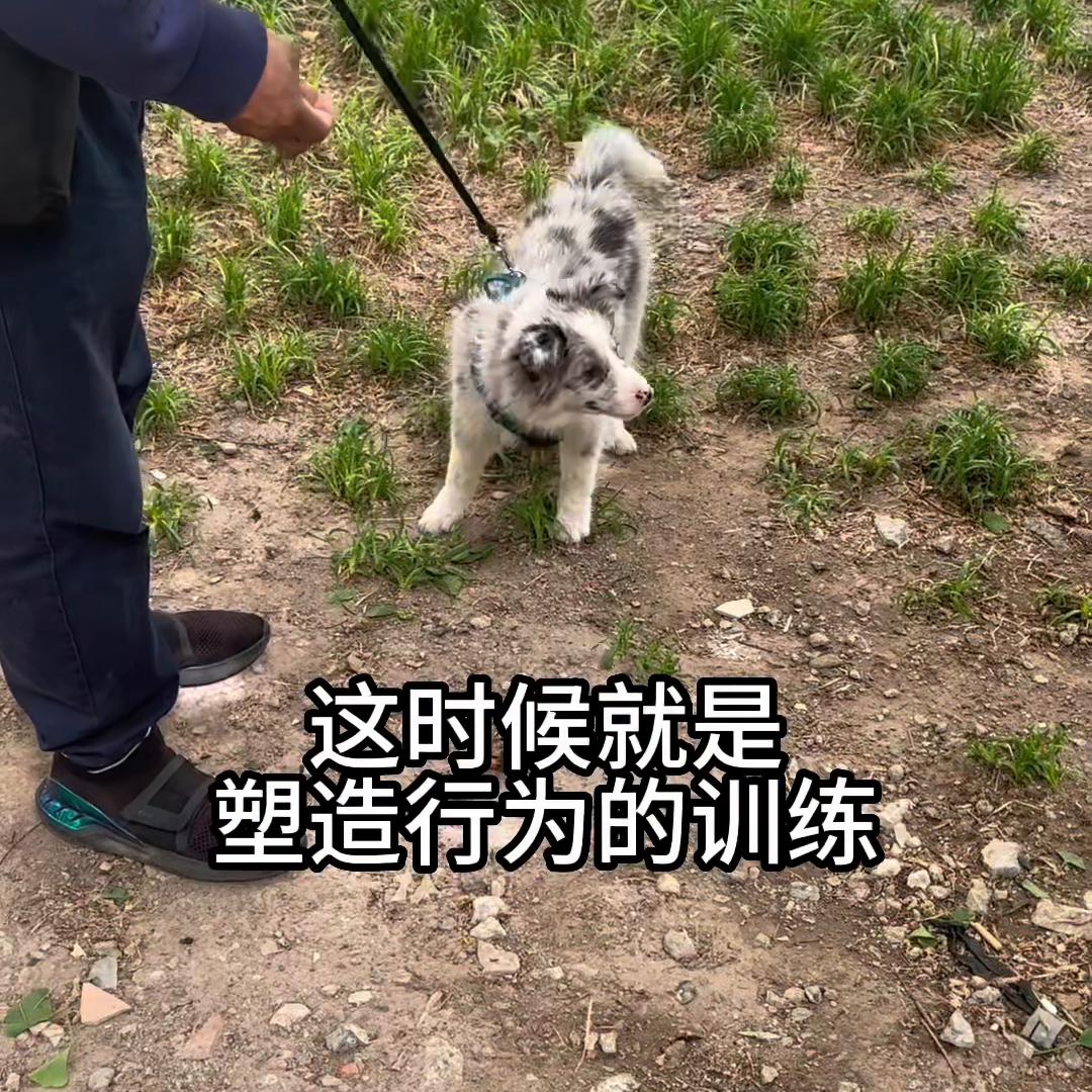 训练边牧捡东西回来,怎么教边牧捡东西给主人