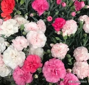 母亲节送给母亲一朵康乃馨,母亲节亲手做一朵康乃馨送给妈妈