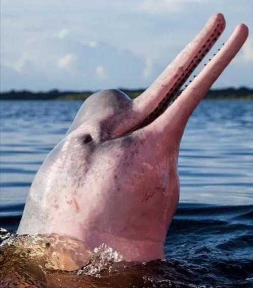 委内瑞拉纸币视频,委内瑞拉纸币简介