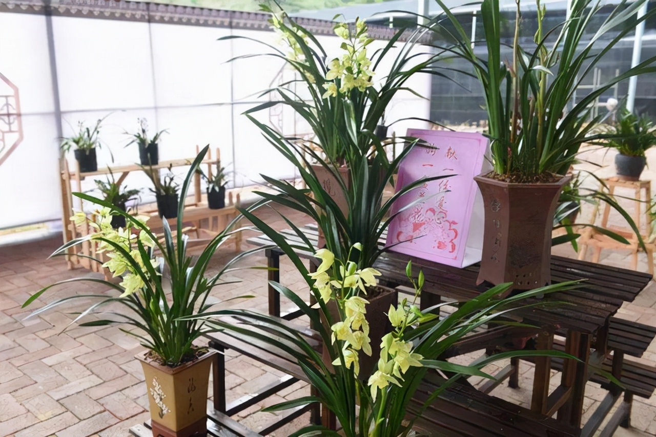 昂贵花卉100种,十种最贵的花