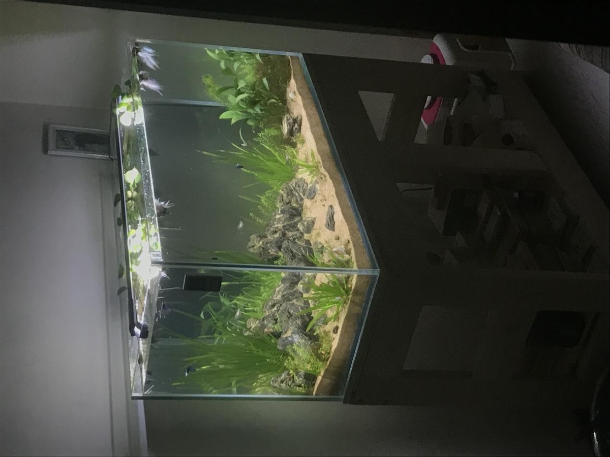 40缸古法生态缸养鱼密度,古法养鱼生态缸怎么种睡莲