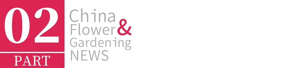 睡莲最好吃的是哪几个,舌尖上的美味关于荷花