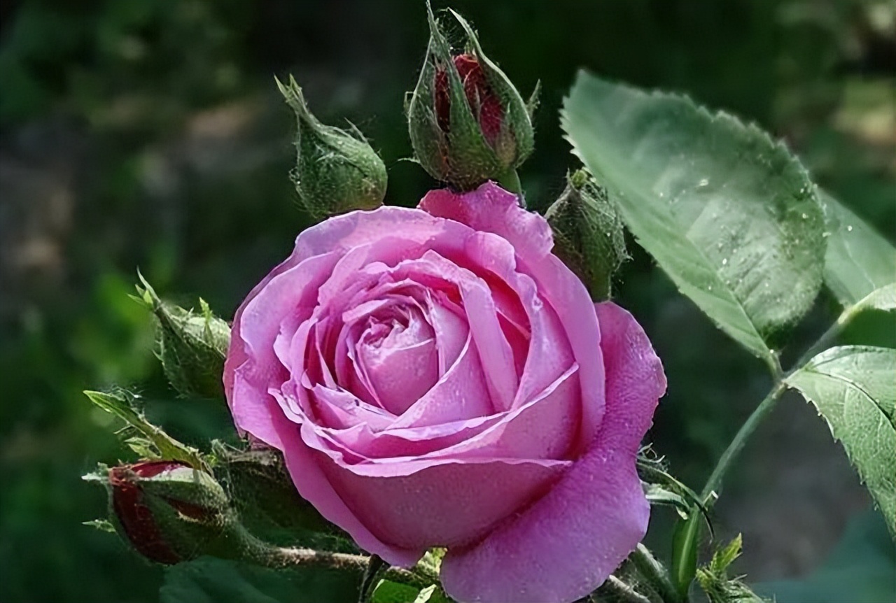 中国十大名花排行榜及图片,中国十大名花明细