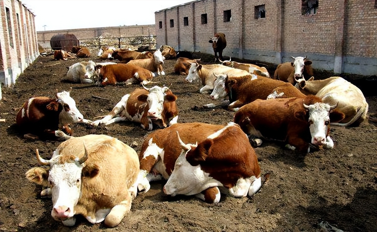 养牛怎么解决草的问题,养牛没草料怎么办呢