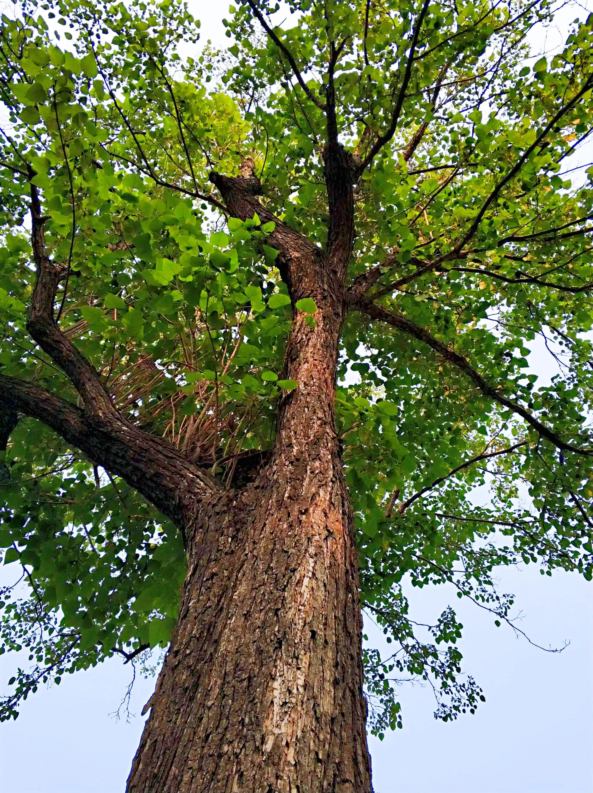 楸树林图片,楸树是古老的活化石树种