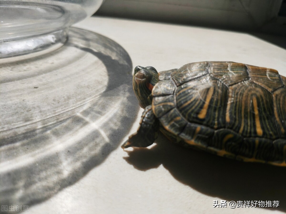 5块钱的小乌龟最多能活多久,5元的小乌龟不吃东西能养活吗