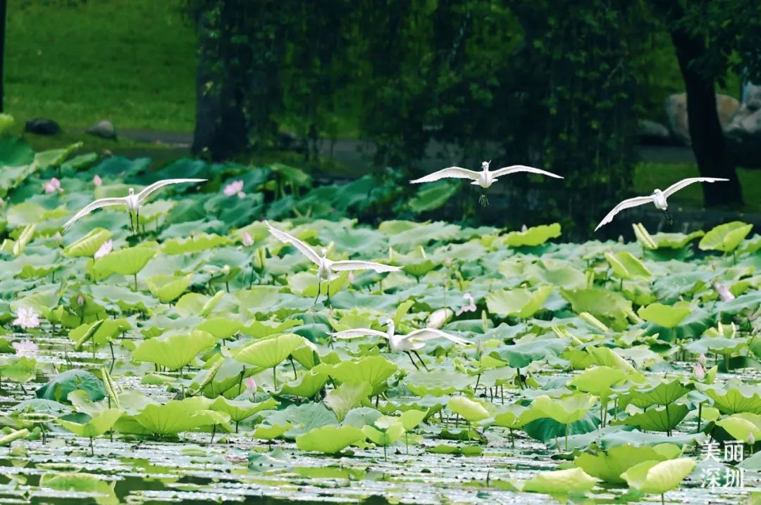深圳人游玩推荐,深圳人爬山看海