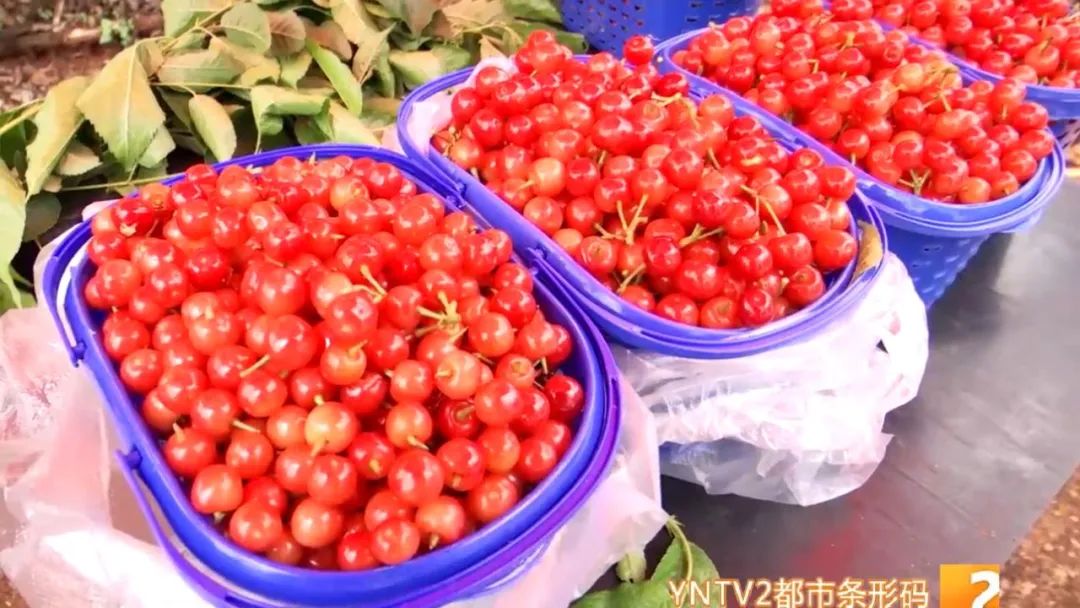 皮薄水樱桃,正宗的樱桃沟大樱桃已成熟