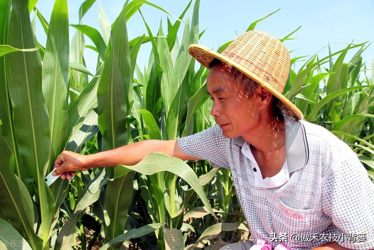 玉米螟虫药什么时候打,防玉米螟什么时间打药合适