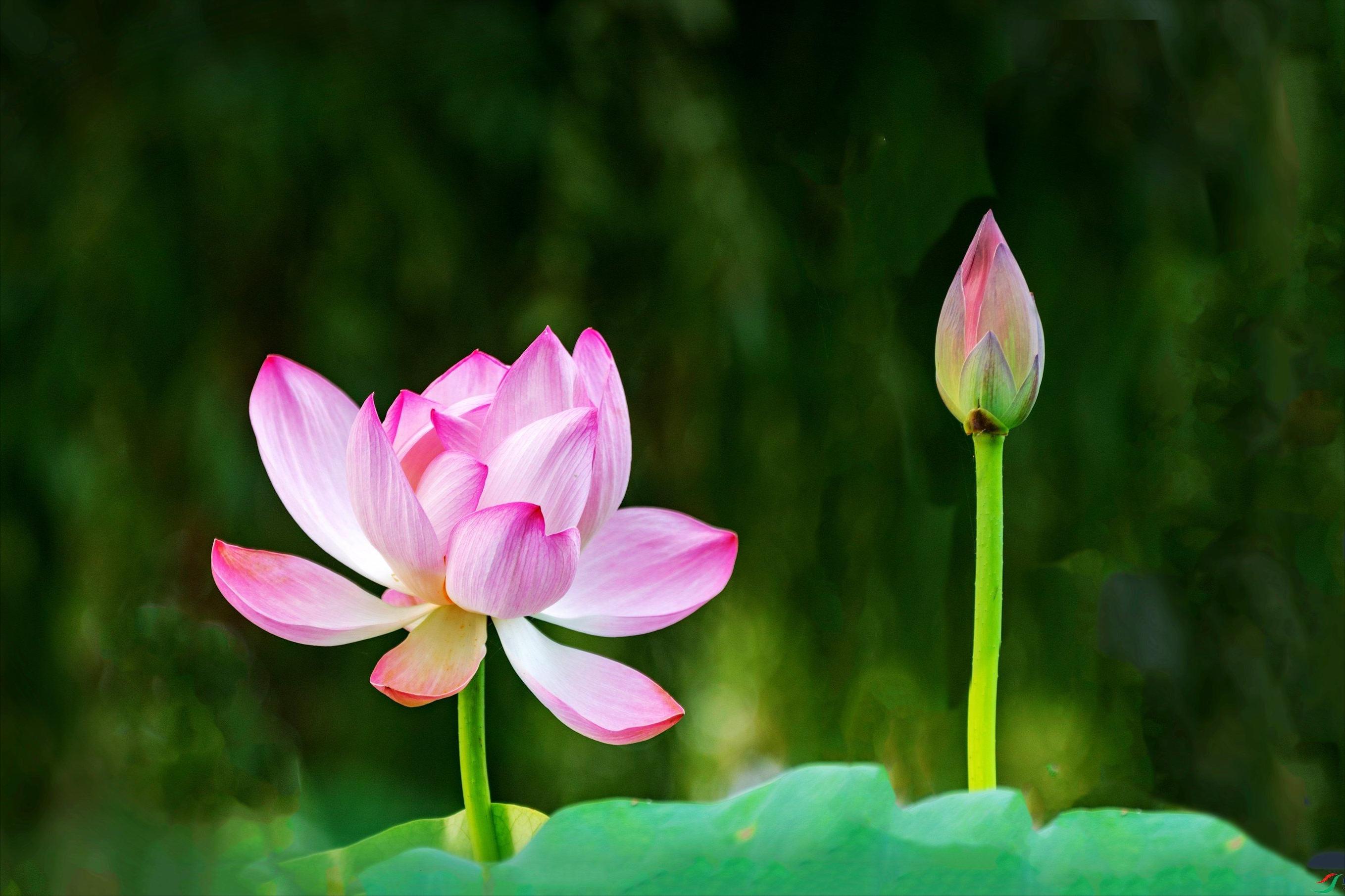 70句唯美荷花诗词,关于荷花的绝美诗句