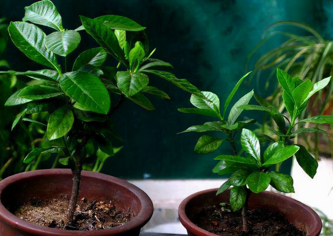 栀子花一天就开了很多,栀子花一天就黄了