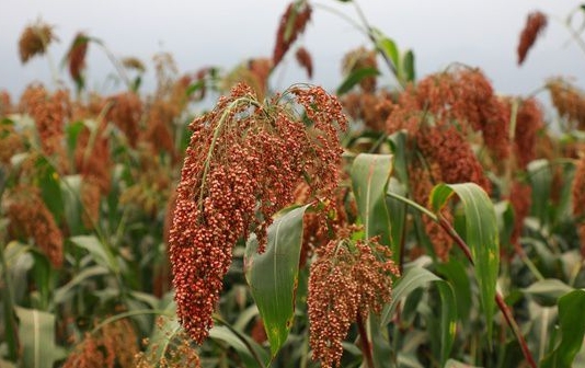 梦之蓝算十大名酒,中国十大名酒梦之蓝