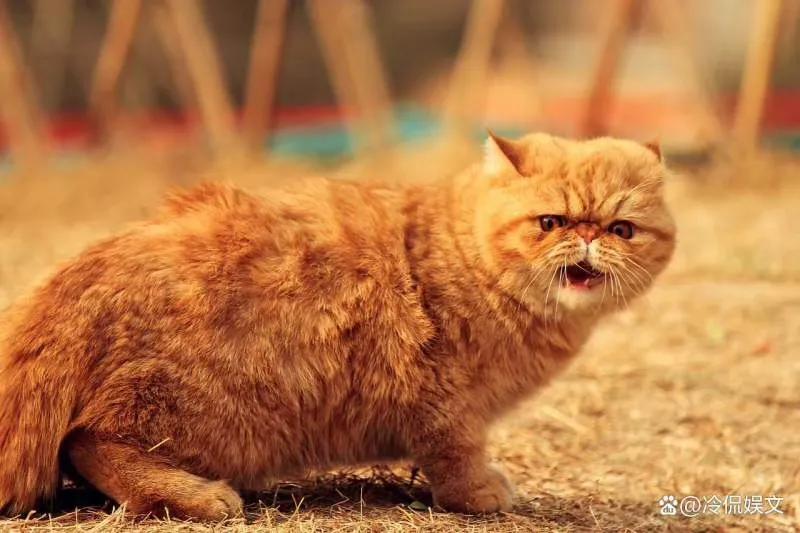 猫咪为什么是小老虎呢,刚出生的猫咪跟老虎一起长大