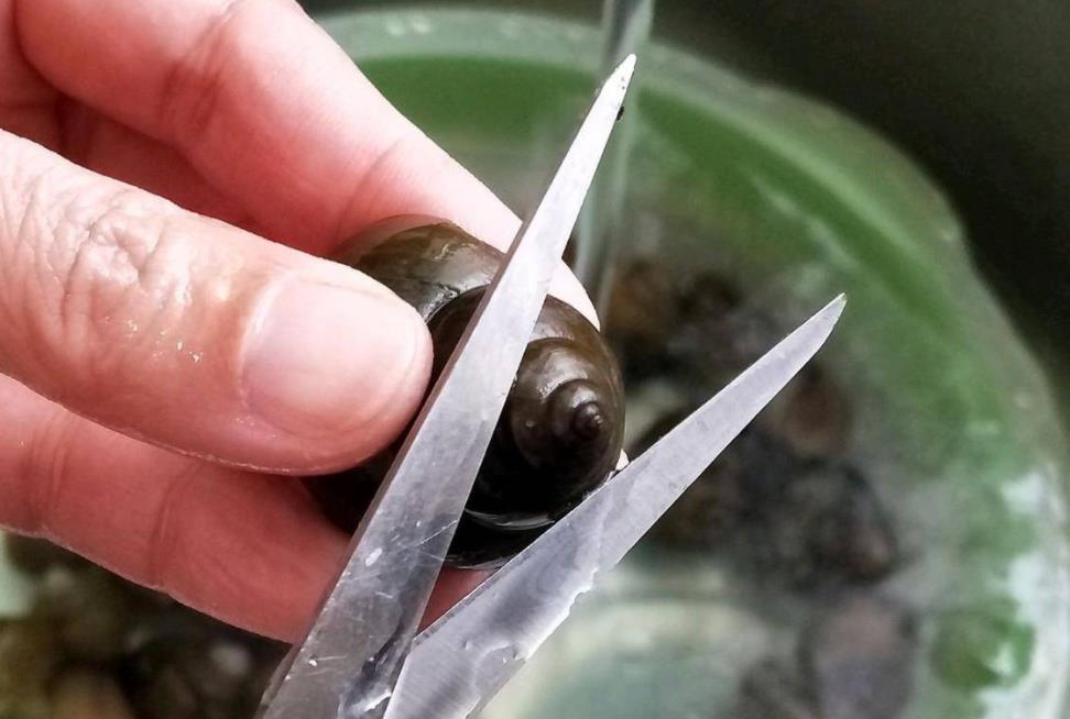 田螺焯水是冷水下锅还是热水下锅,田螺焯水是冷水下锅还是开水下锅