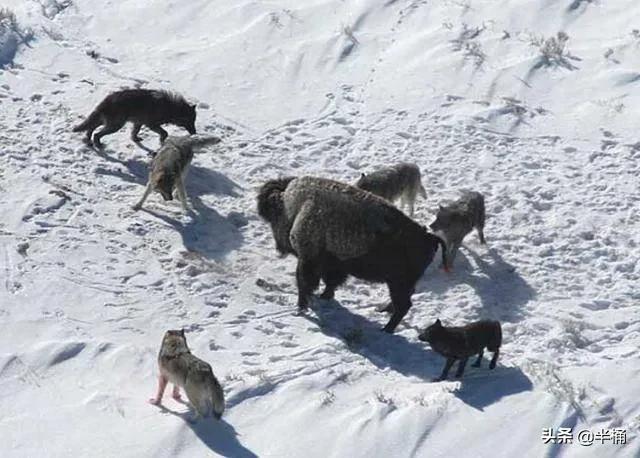 开挖掘机遇到猛兽,开挖掘机遇到发动机怎么办