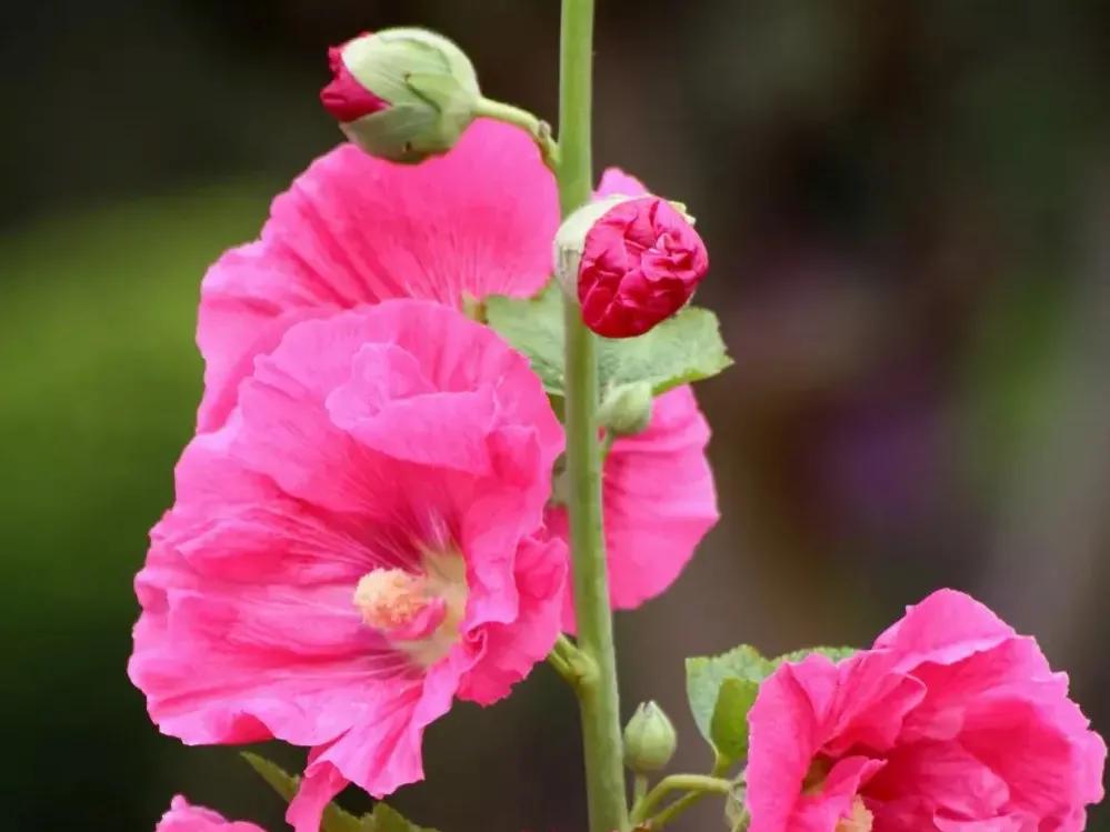 春夏之交，越来越多的花含苞欲放，这一百种娇媚蓓蕾真是美不胜收