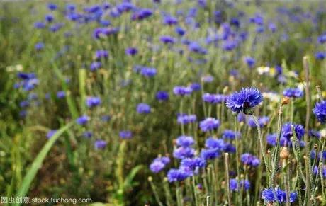 电影蓝色矢车菊演员表,蓝色矢车菊的图片