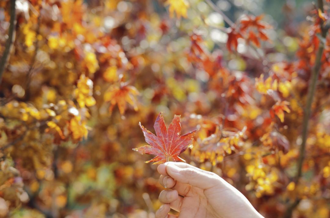 银杏谷泡温泉的地方,广东冬天赏银杏泡温泉