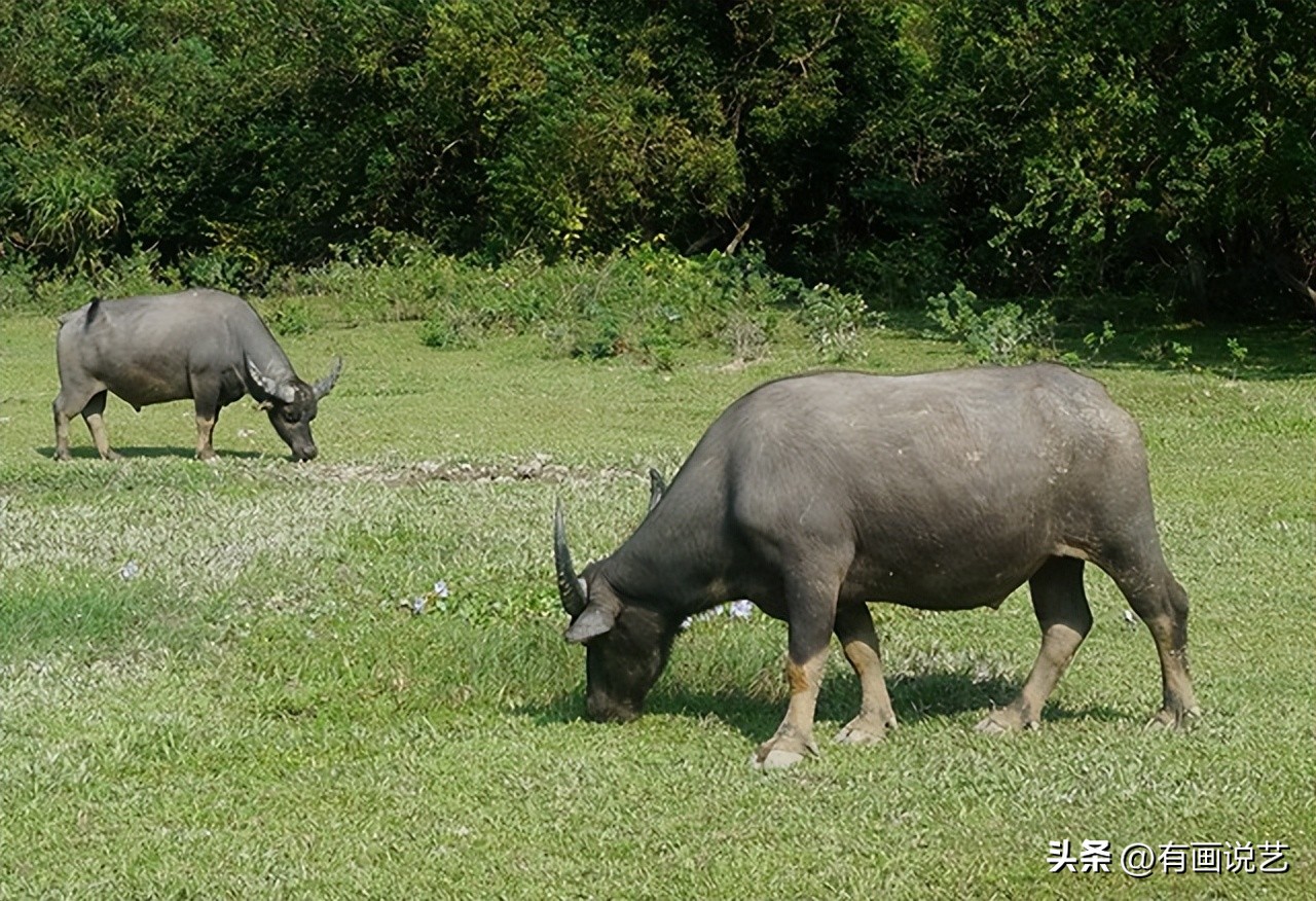 回族为什么不吃猪肉？满族为什么不吃狗肉？那汉族不吃什么肉呢？