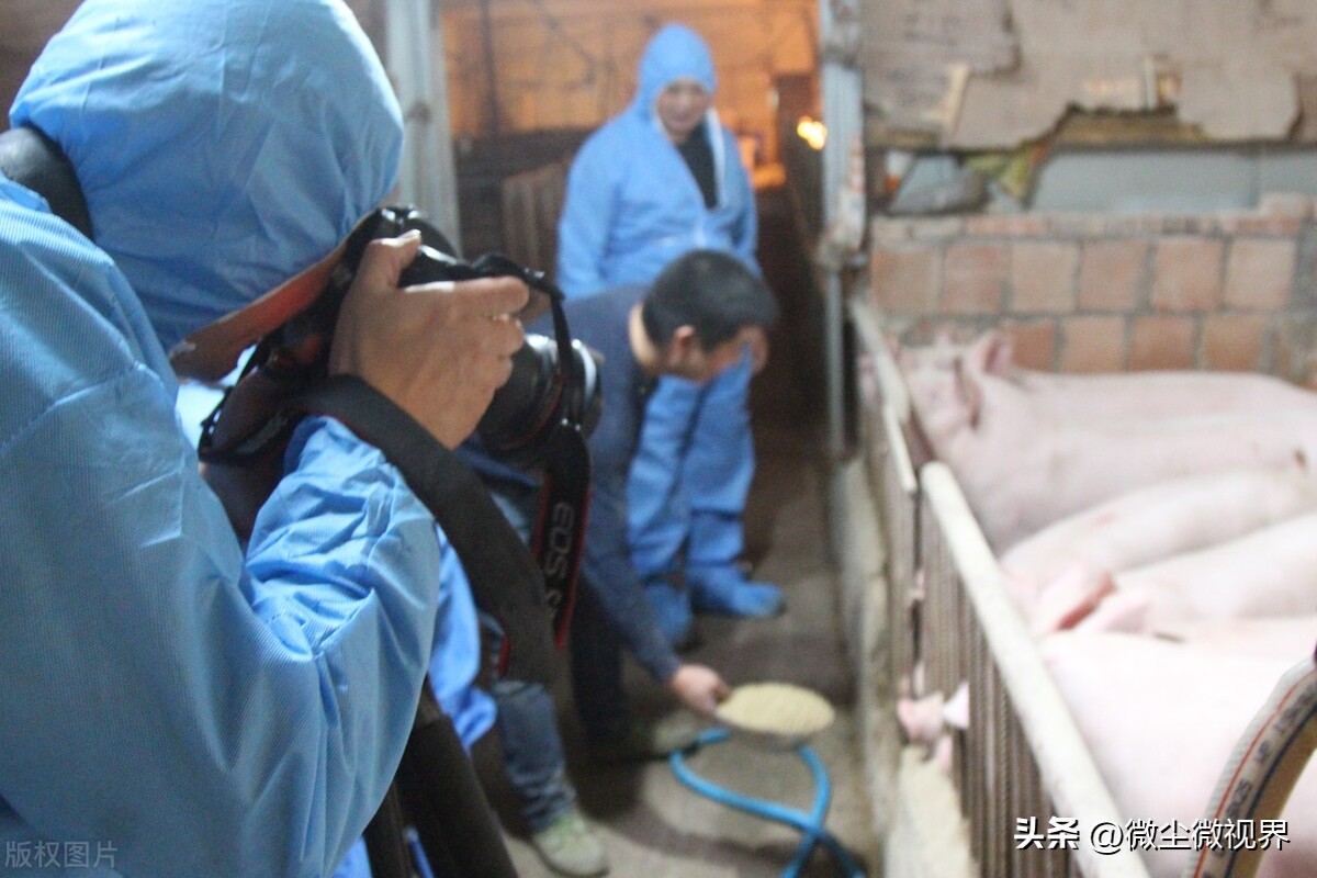 正邦科技盲目扩张会爆雷吗,正邦养猪的风险