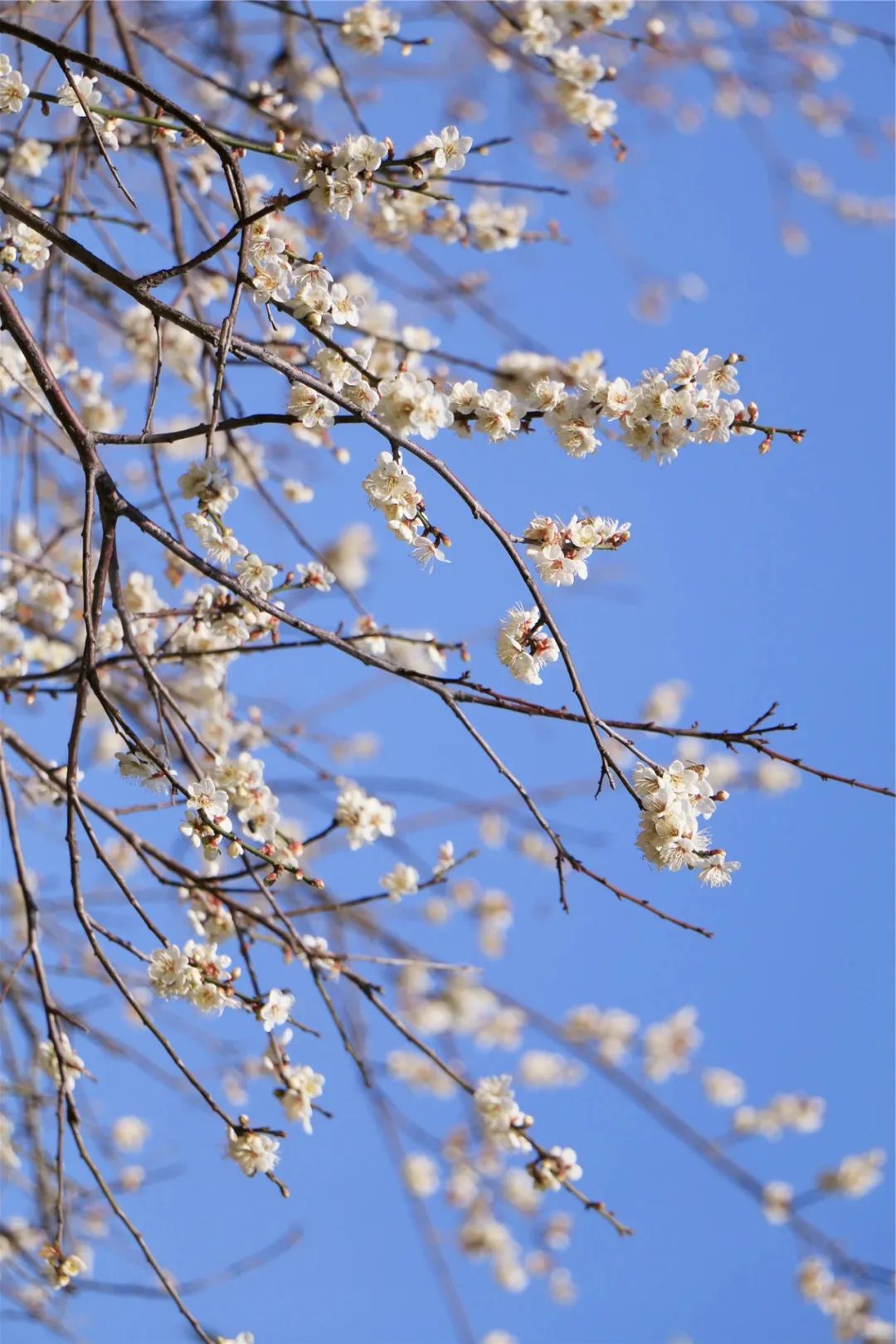深圳3月14个赏花胜地全部免费,深圳清明节踏青赏花好去处