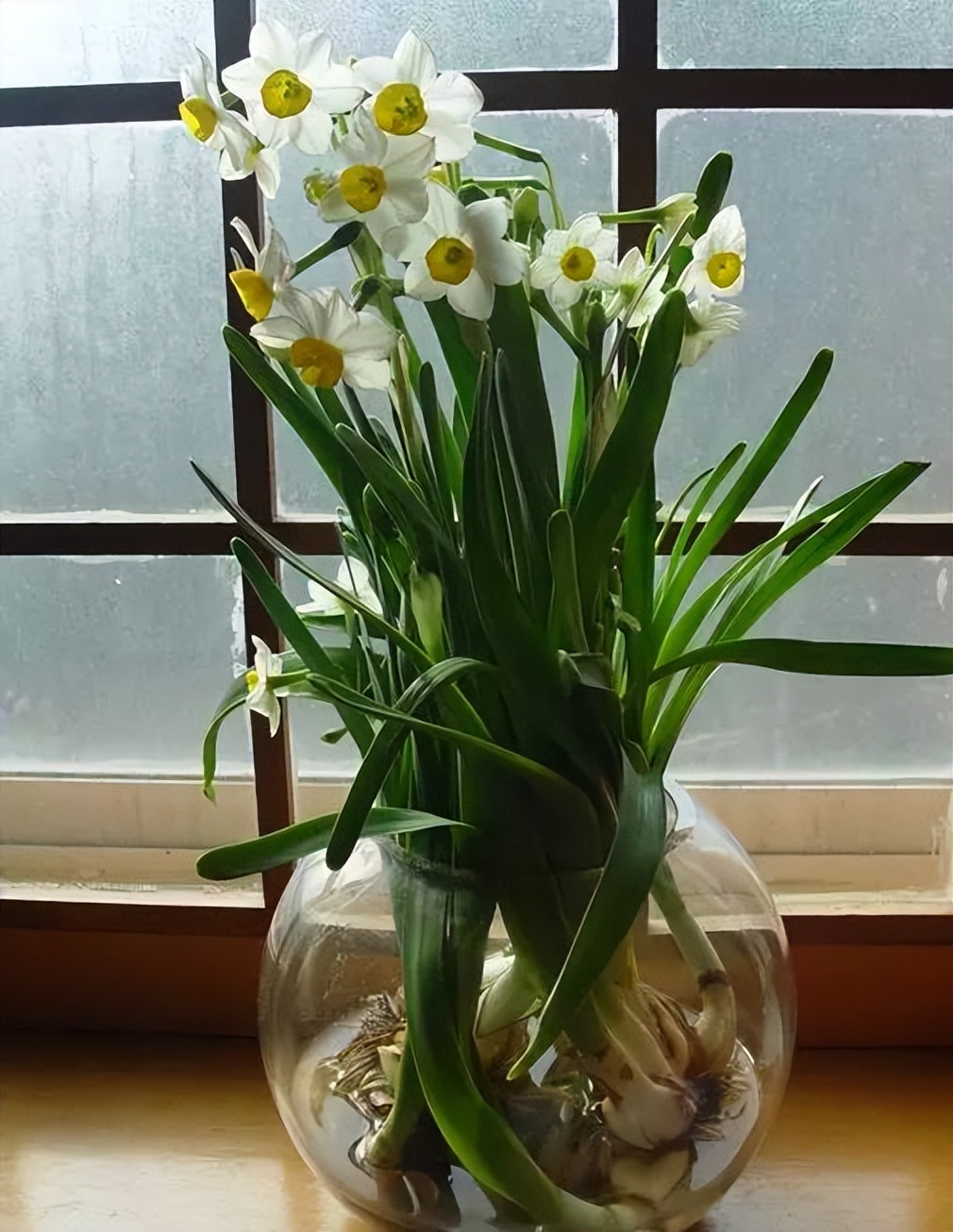 中国十大名花排行榜及图片,中国十大名花明细