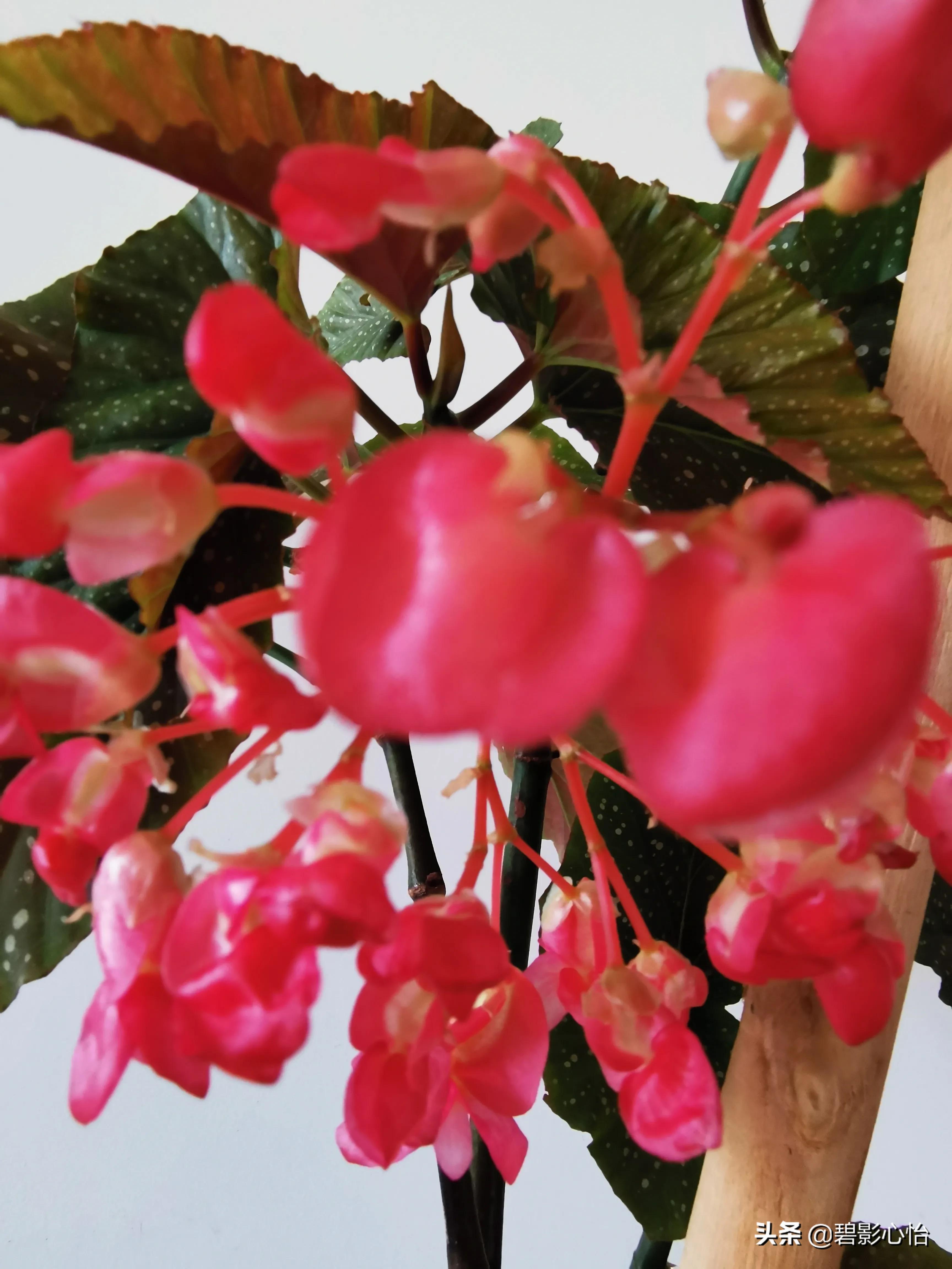 竹节海棠怎么养又粗又壮,竹节海棠怎么养叶片又宽又大