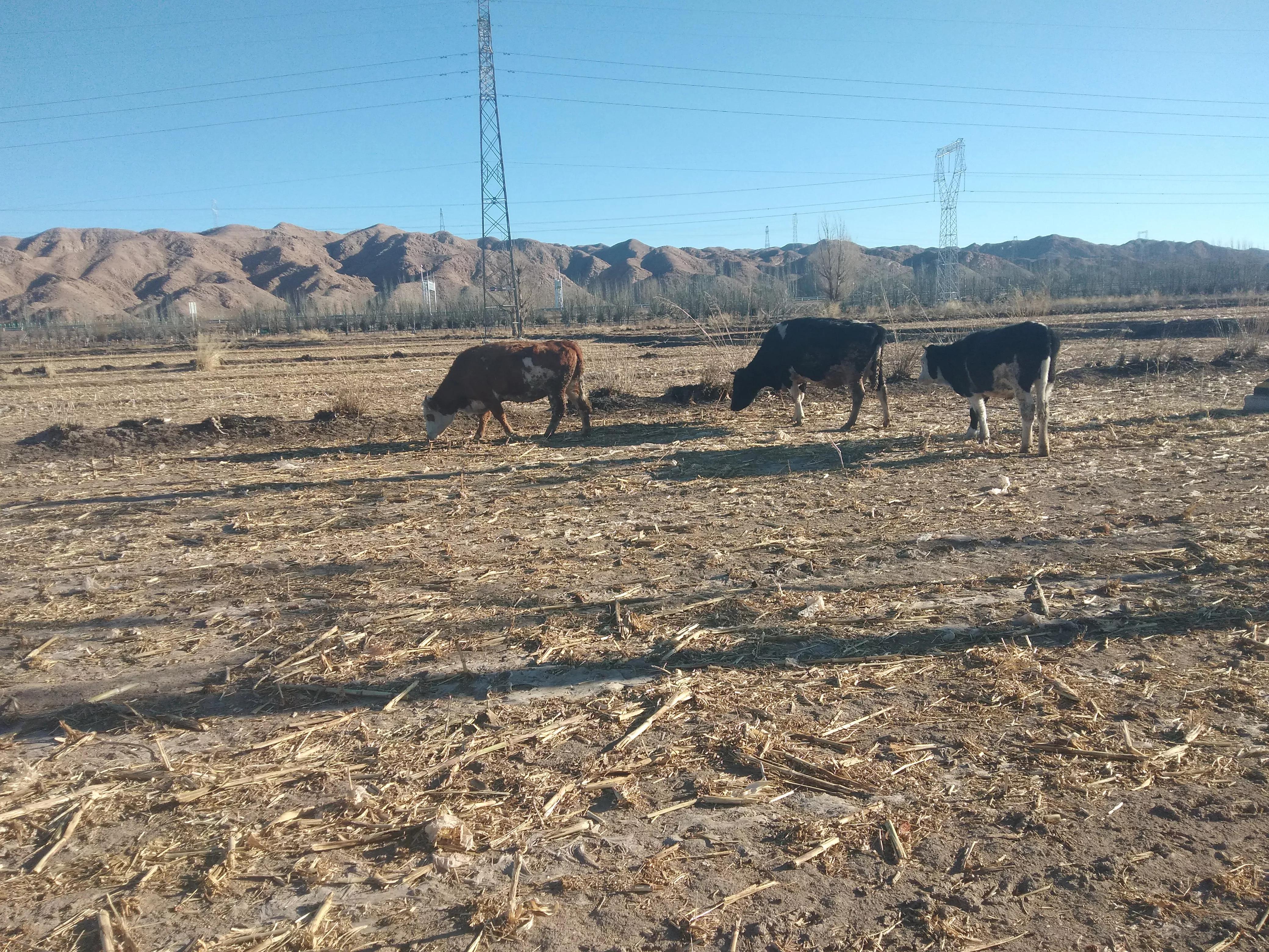 养牛知识与技术,养牛小知识及技术