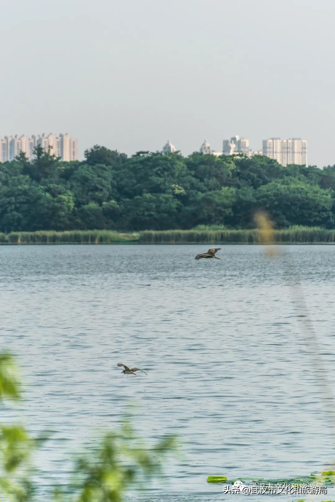 武汉元旦天气情况,武汉元旦有哪些活动