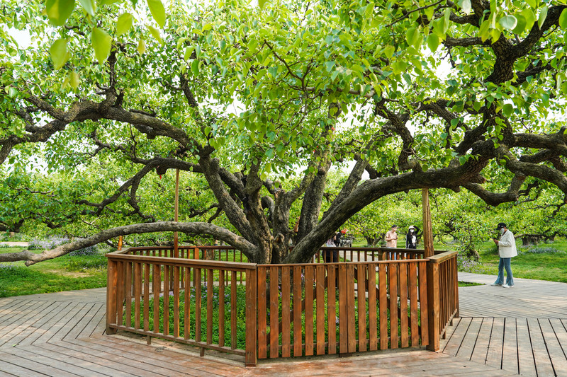 宿州两日游,安徽宿州一日游推荐