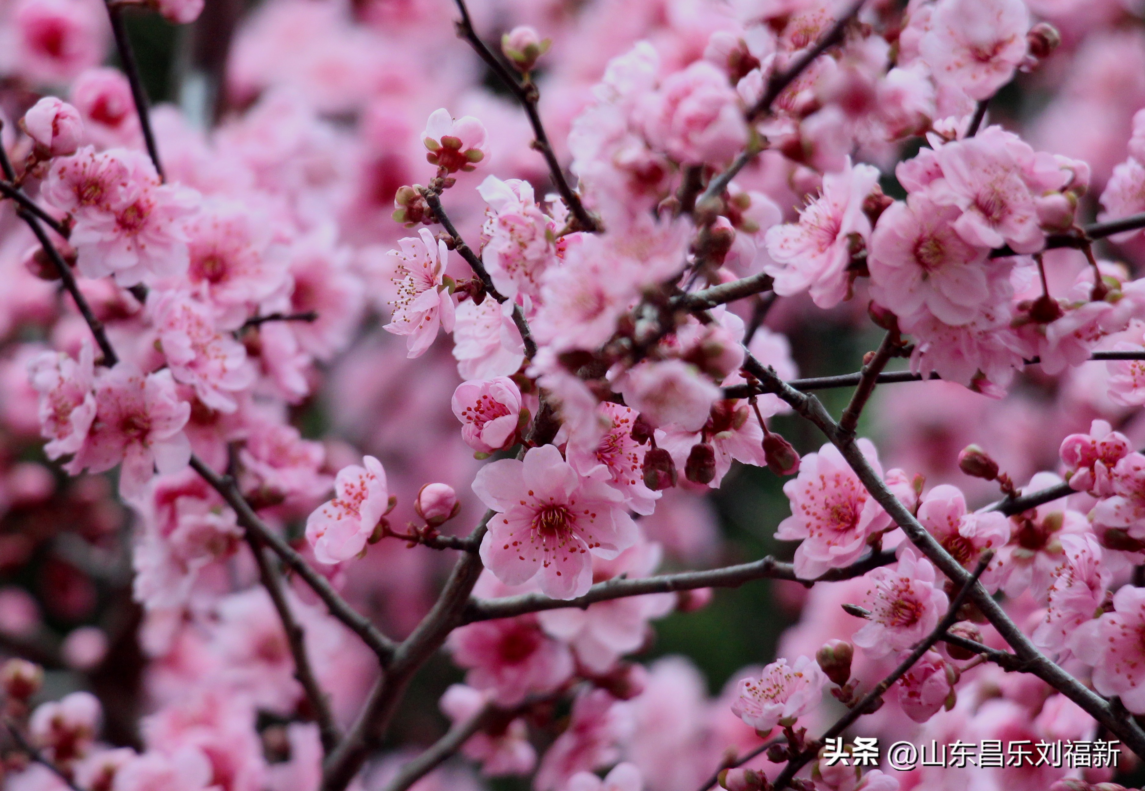 2023年3月中旬散拍·一点儿感受