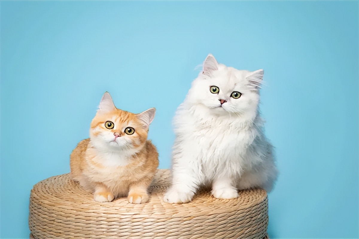 普安特驱虫药猫咪吃了正常反应,猫咪驱虫用大宠爱还是普安特