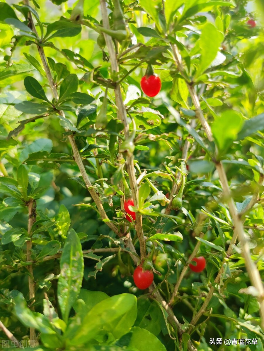 夏天开好多种颜色的小花,夏天里开的最茂盛的花朵有哪些