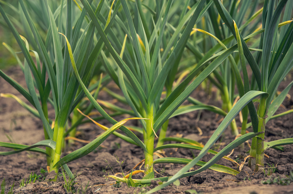 大蒜黄叶怎么防治,大蒜黄叶怎么补救最快方法