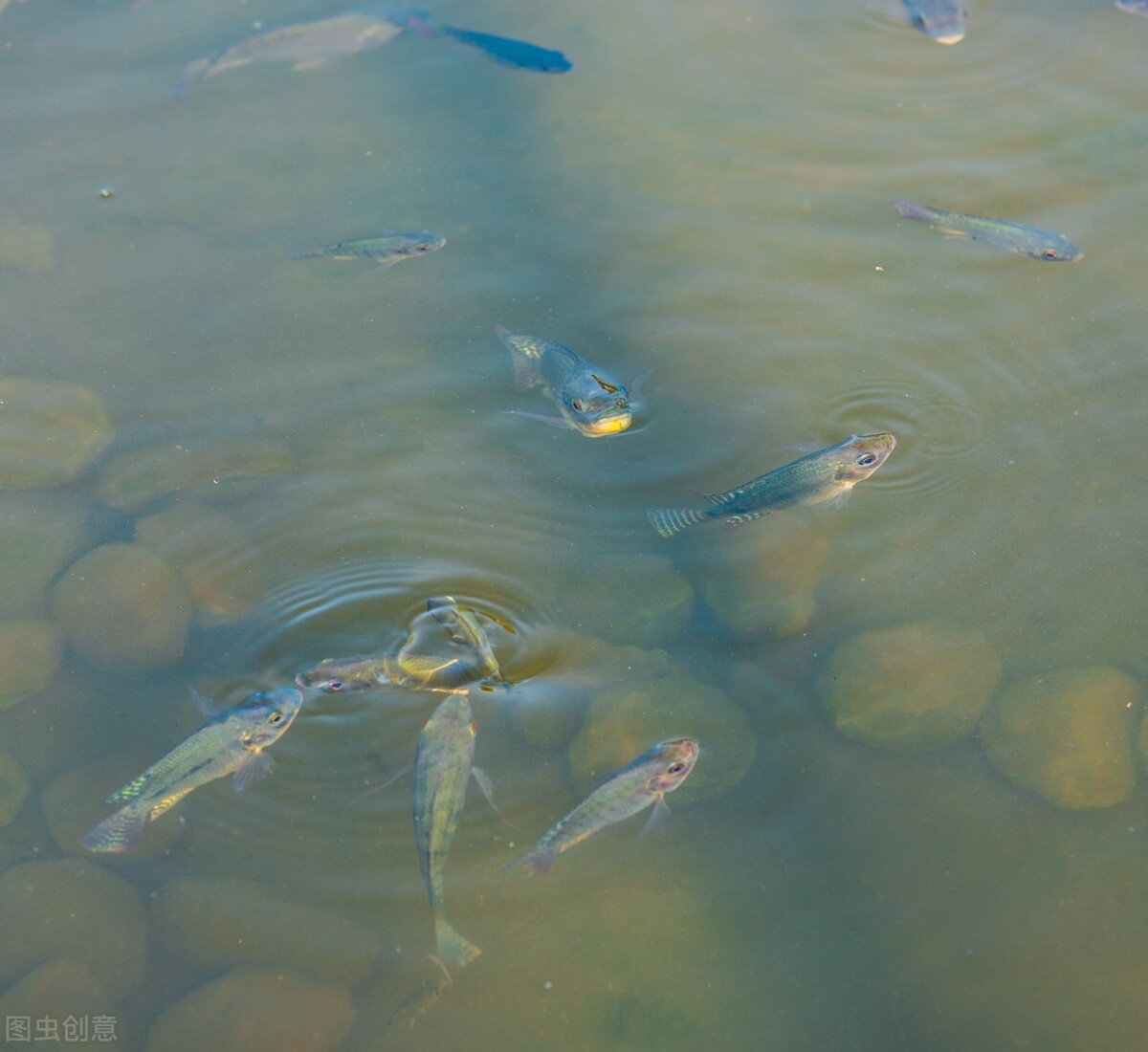 土池养黄鳝一亩需要多少种苗,水泥池塘养殖黄鳝