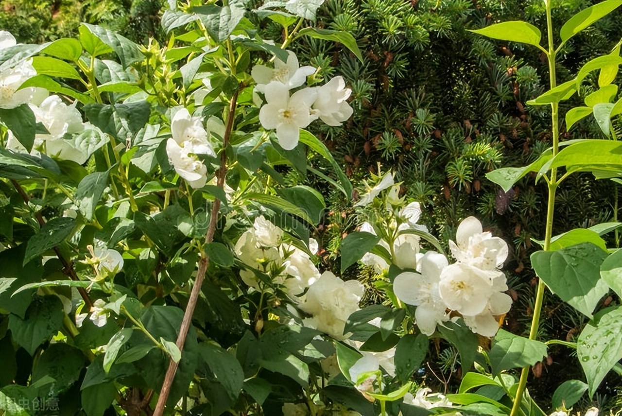 大嫂吃了油焖笋，安心离去了，婆婆偏心造成妯娌恩怨也烟消云散了