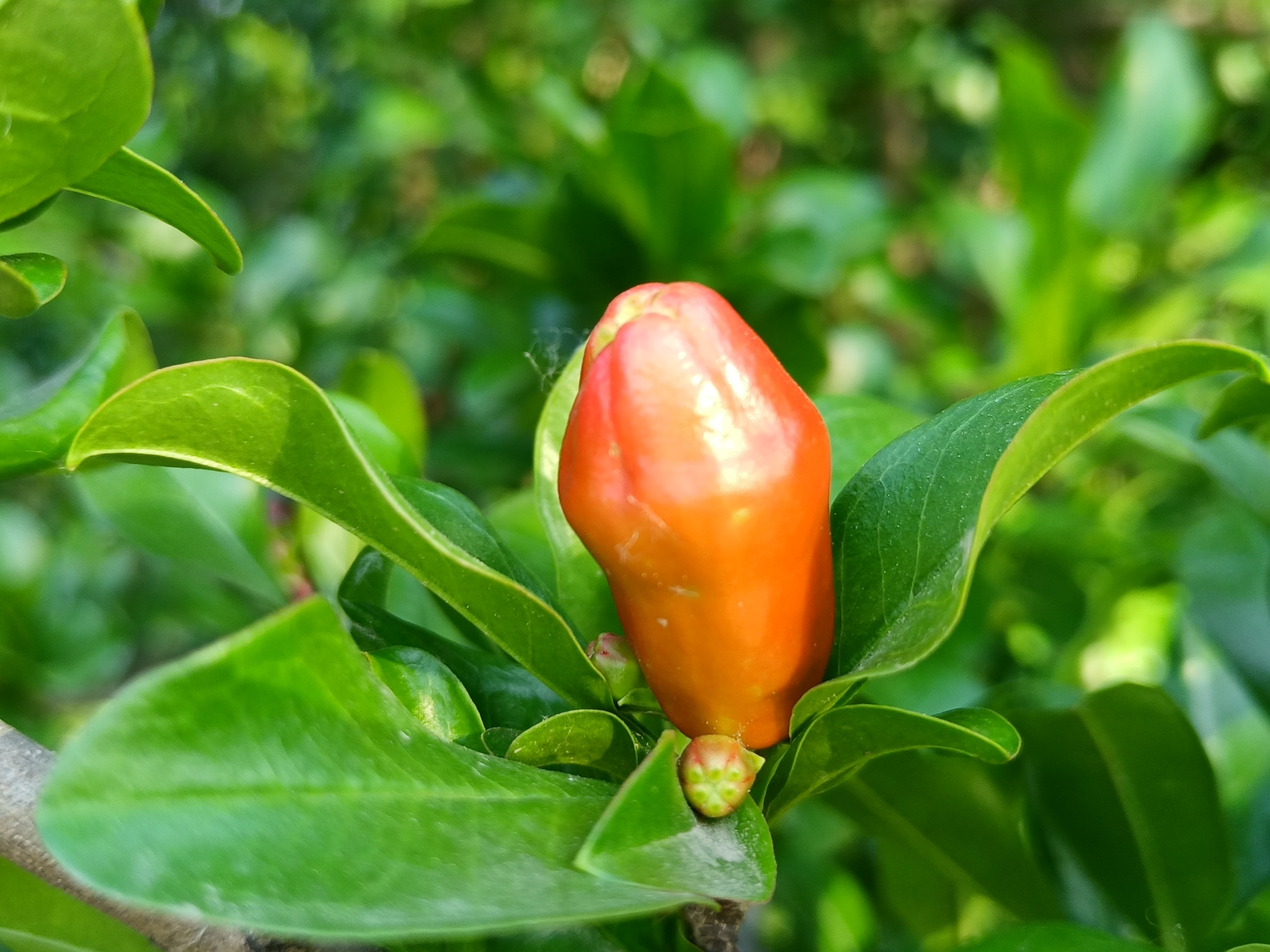 初夏石榴花开了阅读答案,初夏石榴花开了阅读理解答案