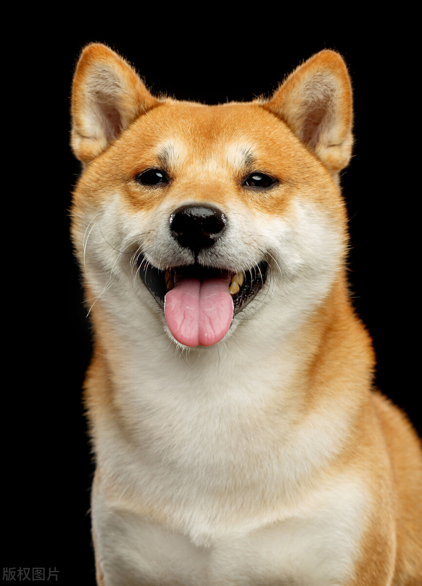 如何让狗子听懂你的话语,怎么能听懂狗狗说的是什么