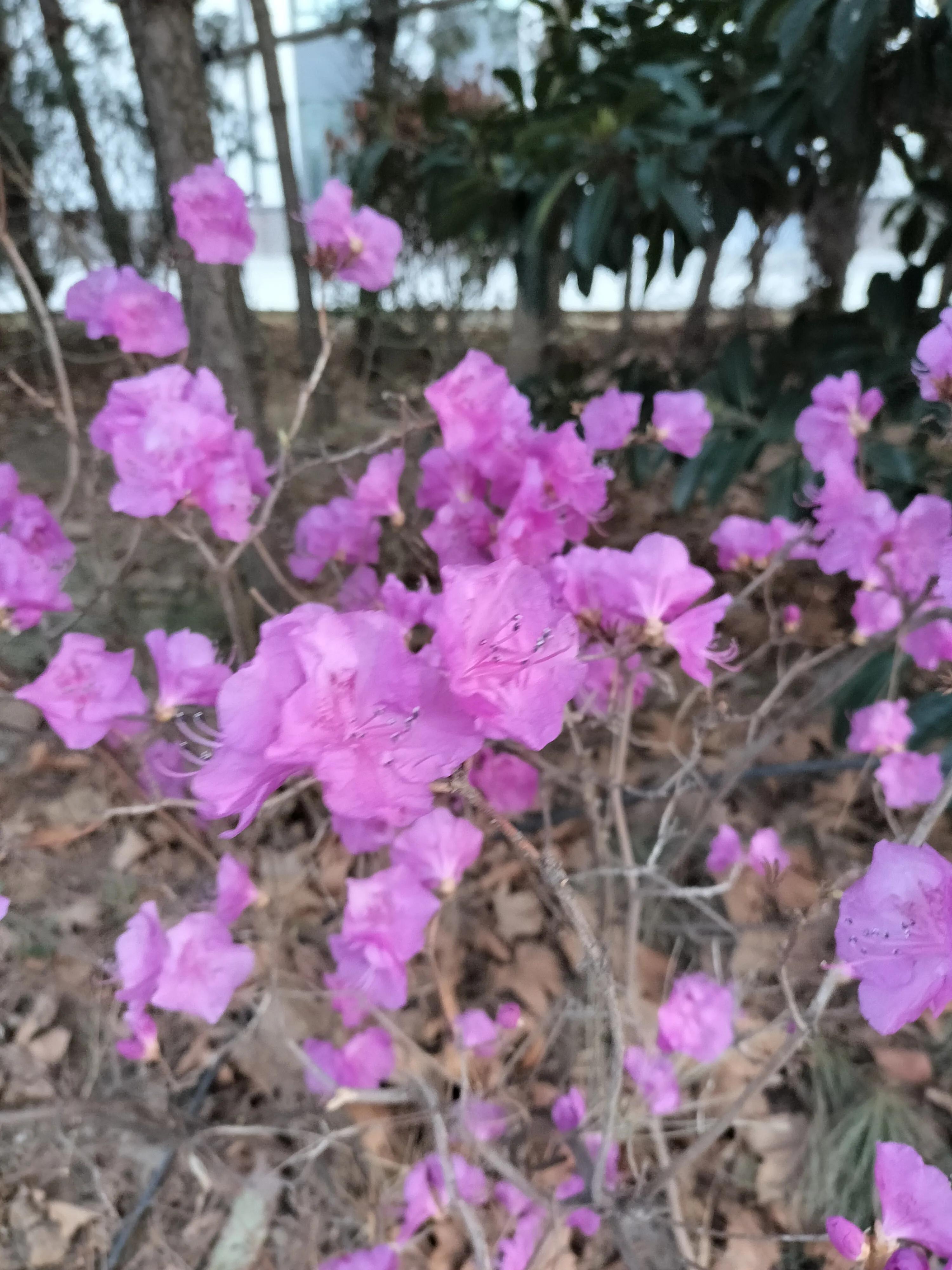 人生如逆旅我亦是行人,人生如逆旅书法