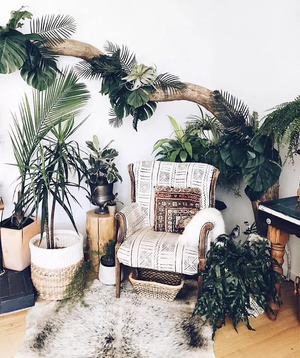 客厅实用盆栽植物有哪些,客厅一般放什么植物盆栽比较好