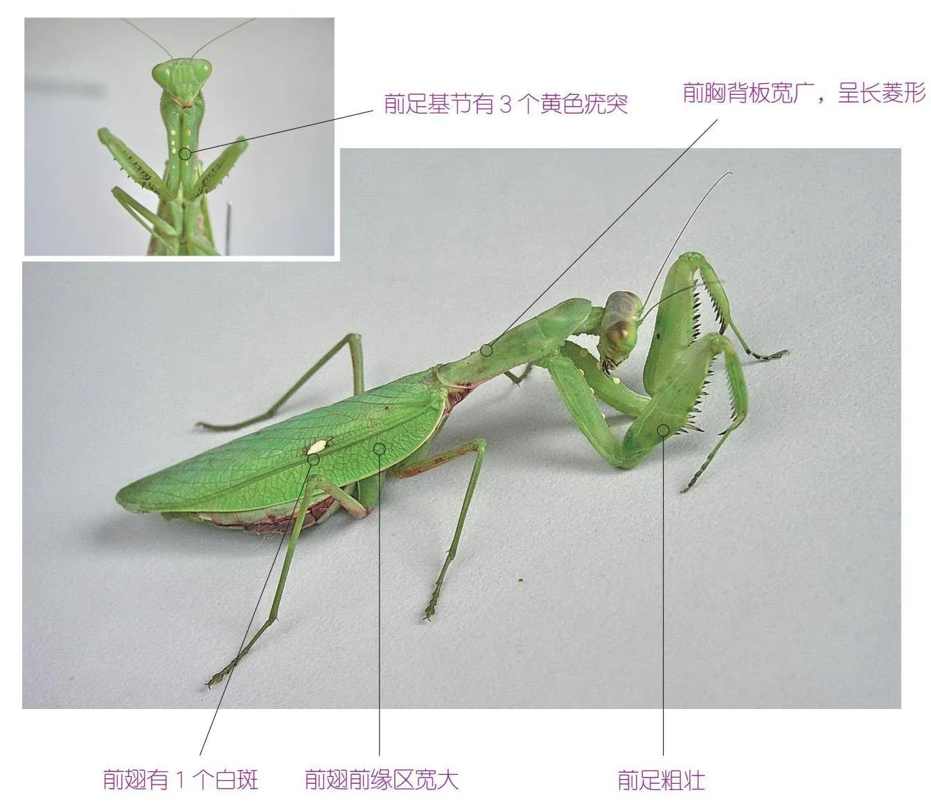 32种昆虫简介思维导图,32种食用植物