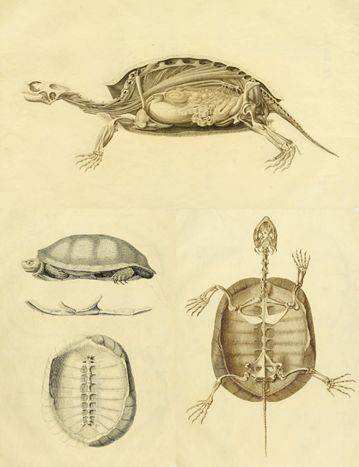 男子在水库钓鱼发现一只石雕乌龟,钓鱼人发现的尸体是章子欣吗